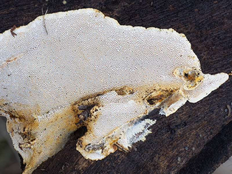 Perenniporia meridionalis